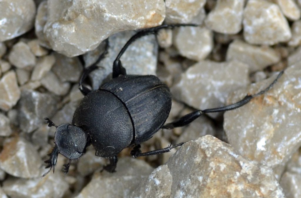 Sisyphus schaefferi? S